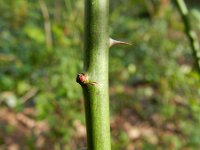 Rosa multiflora 3, Veelbloemige roos, Saxifraga-Rutger Barendse