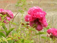 Rosa multiflora 4, Veelbloemige roos, Saxifraga-Rutger Barendse