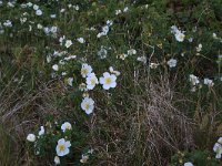 Rosa pimpinellifolia 10, Duinroos, Saxifraga-Hans Boll
