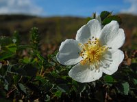Rosa pimpinellifolia 11, Duinroos, Saxifraga-Ed Stikvoort