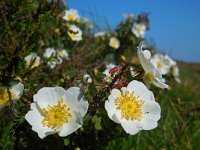 Rosa pimpinellifolia 12, Duinroos, Saxifraga-Ed Stikvoort