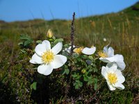 Rosa pimpinellifolia 13, Duinroos, Saxifraga-Ed Stikvoort