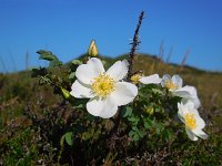 Rosa pimpinellifolia 14, Duinroos, Saxifraga-Ed Stikvoort