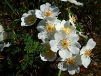 Rosa pimpinellifolia 15, Duinroos, Saxifraga-Ed Stikvoort