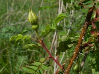 Rosa pimpinellifolia 18, Duinroos, Saxifraga-Rutger Barendse