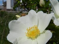 Rosa pimpinellifolia 19, Duinroos, Saxifraga-Rutger Barendse
