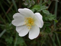 Rosa pimpinellifolia 2, Duinroos, Saxifraga-Peter Meininger