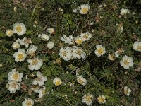 Rosa pimpinellifolia 21, Duinroos, Saxifraga-Jan van der Straaten