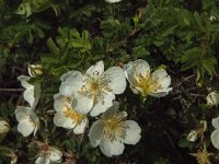 Rosa pimpinellifolia 23, Duinroos, Saxifraga-Jan van der Straaten