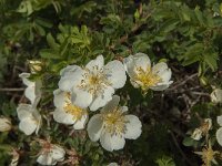 Rosa pimpinellifolia 24, Duinroos, Saxifraga-Jan van der Straaten