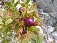 Rosa pimpinellifolia 4, Duinroos, Saxifraga-Jasenka Topic