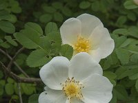 Rosa pimpinellifolia 5, Duinroos, Saxifraga-Jan van der Straaten