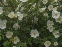 Rosa pimpinellifolia 6, Duinroos, Saxifraga-Jan van der Straaten
