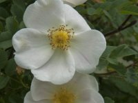 Rosa pimpinellifolia 7, Duinroos, Saxifraga-Jan van der Straaten
