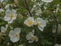 Rosa pimpinellifolia 8, Duinroos, Saxifraga-Jan van der Straaten