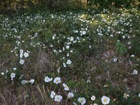 Rosa pimpinellifolia 9, Duinroos, Saxifraga-Hans Boll