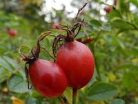 Rosa rubiginosa 11, Egelantier, Saxifraga-Rutger Barendse