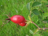 Rosa rubiginosa 12, Egelantier, Saxifraga-Rutger Barendse