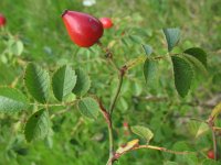 Rosa rubiginosa 13, Egelantier, Saxifraga-Rutger Barendse