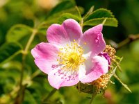 Rosa rubiginosa 15, Egelantier, Saxifraga-Bart Vastenhouw