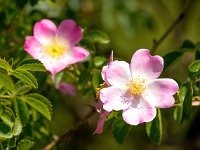 Rosa rubiginosa 16, Egelantier, Saxifraga-Bart Vastenhouw