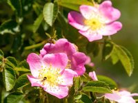 Rosa rubiginosa 17, Egelantier, Saxifraga-Bart Vastenhouw