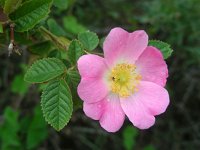 Rosa rubiginosa 19, Egelantier, Saxifraga-Ed Stikvoort