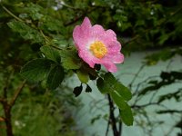 Rosa rubiginosa 20, Egelantier, Saxifraga-Ed Stikvoort