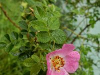 Rosa rubiginosa 21, Egelantier, Saxifraga-Ed Stikvoort