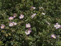 Rosa rubiginosa 23, Egelantier, Saxifraga-Willem van Kruijsbergen