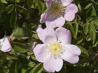 Rosa rubiginosa 25, Egelantier, Saxifraga-Willem van Kruijsbergen