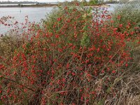 Rosa rubiginosa 31, Egelantier, Saxifraga-Ed Stikvoort