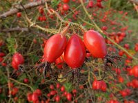 Rosa rubiginosa 33, Egelantier, Saxifraga-Ed Stikvoort