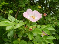Rosa rubiginosa 5, Egelantier, Saxifraga-Rutger Barendse