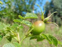 Rosa rubiginosa 6, Egelantier, Saxifraga-Rutger Barendse