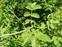 Rosa rubiginosa 7, Egelantier, Saxifraga-Rutger Barendse