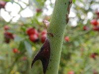 Rosa rubiginosa 8, Egelantier, Saxifraga-Rutger Barendse