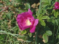Rosa rugosa 2, Rimpelroos, Saxifraga-Jan van der Straaten