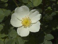 Rosa spinosissima 1, Saxifraga-Jan van der Straaten