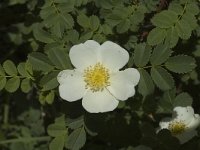 Rosa spinosissima 2, Saxifraga-Jan van der Straaten