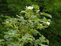 Rosa villosa 10, Bottelroos, Saxifraga-Hans Grotenhuis