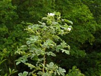 Rosa villosa 15, Bottelroos, Saxifraga-Hans Grotenhuis