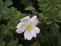 Rosa villosa 4, Bottelroos, Saxifraga-Peter Meininger