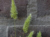 Rostraria cristata 2, Klein fakkelgras, Saxifraga-Ed Stikvoort