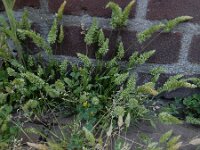 Rostraria cristata 4, Klein fakkelgras, Saxifraga-Ed Stikvoort