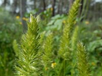 Rostraria cristata 7, Klein fakkelgras, Saxifraga-Ed Stikvoort : Vila Real de Santo Antonio s9900