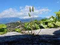 Rostraria cristata 8, Klein fakkelgras, Saxifraga-Peter Meininger