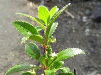 Rubia fruticosa ssp fruticosa 1, Saxifraga-Rutger Barendse