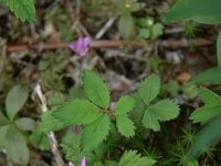 Rubus arcticus 1, Saxifraga-Dirk Hilbers