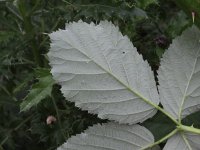 Rubus armeniacus 1, Dijkviltbraam, Saxifraga-Peter Meininger